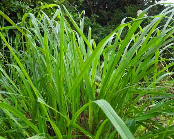 lemongrass