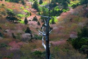 屋久島トレッキングツアーのベストシーズン