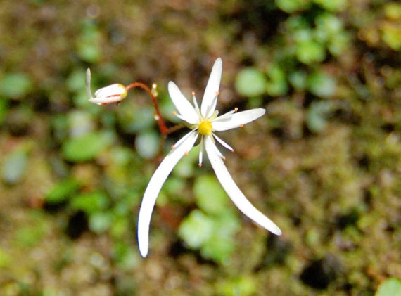 屋久島の花