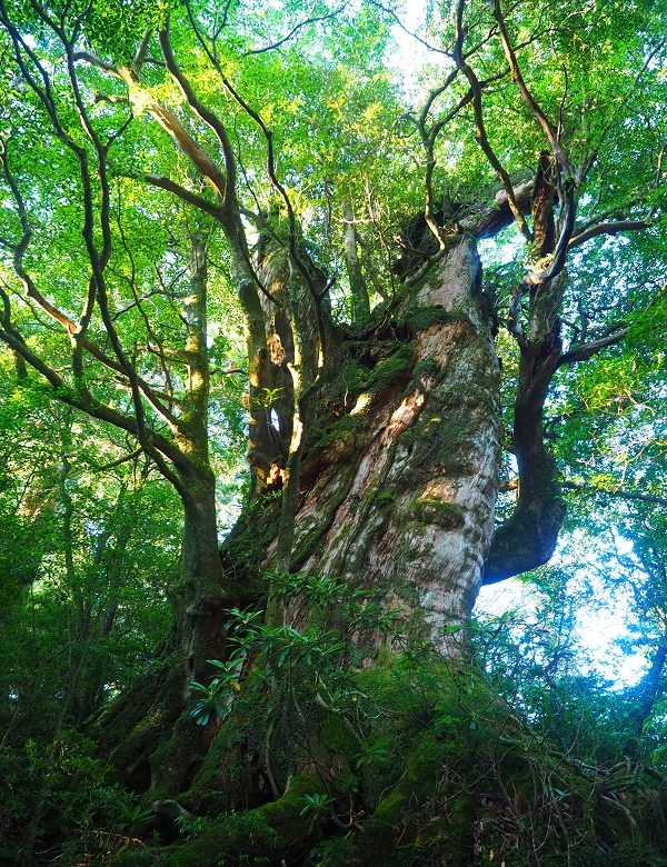 淀川の森トレッキングツアーの画像