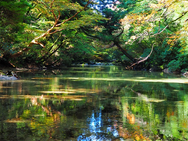淀川の森トレッキングツアーの画像