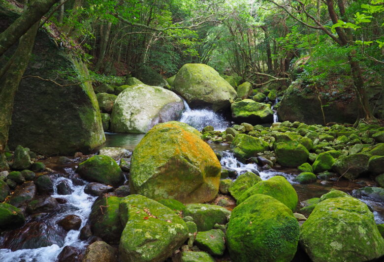 照葉樹林・島周遊エコツアーの画像
