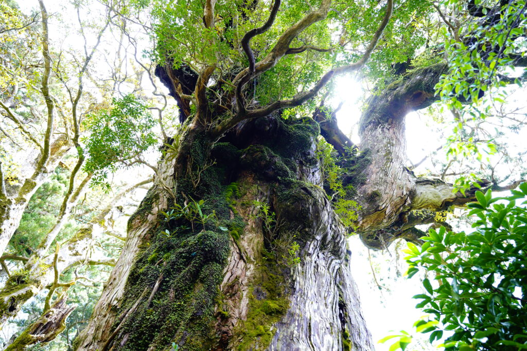 推定樹齢二千年以上の屋久杉の巨木に
いろんな着生植物が生息している