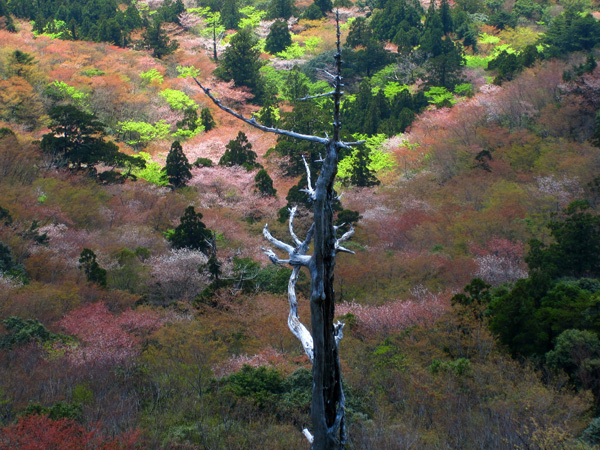 yamazakura