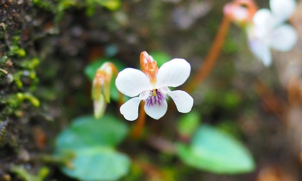 春に咲く屋久島の花特集