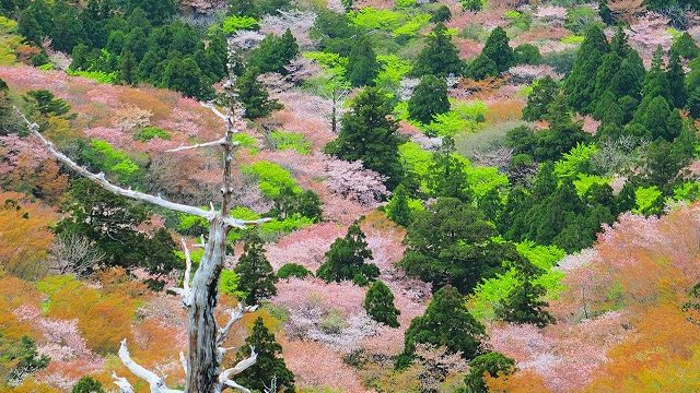 屋久島のベストシーズン　