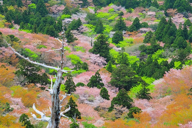 屋久島のベストシーズン　