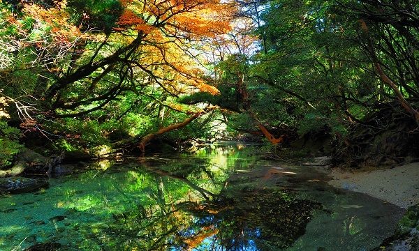 秋の屋久島観光を満喫！淀川トレッキング