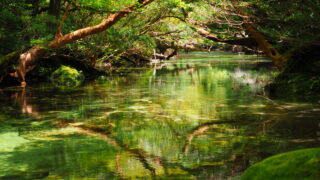 淀川の森トレッキングツアー
