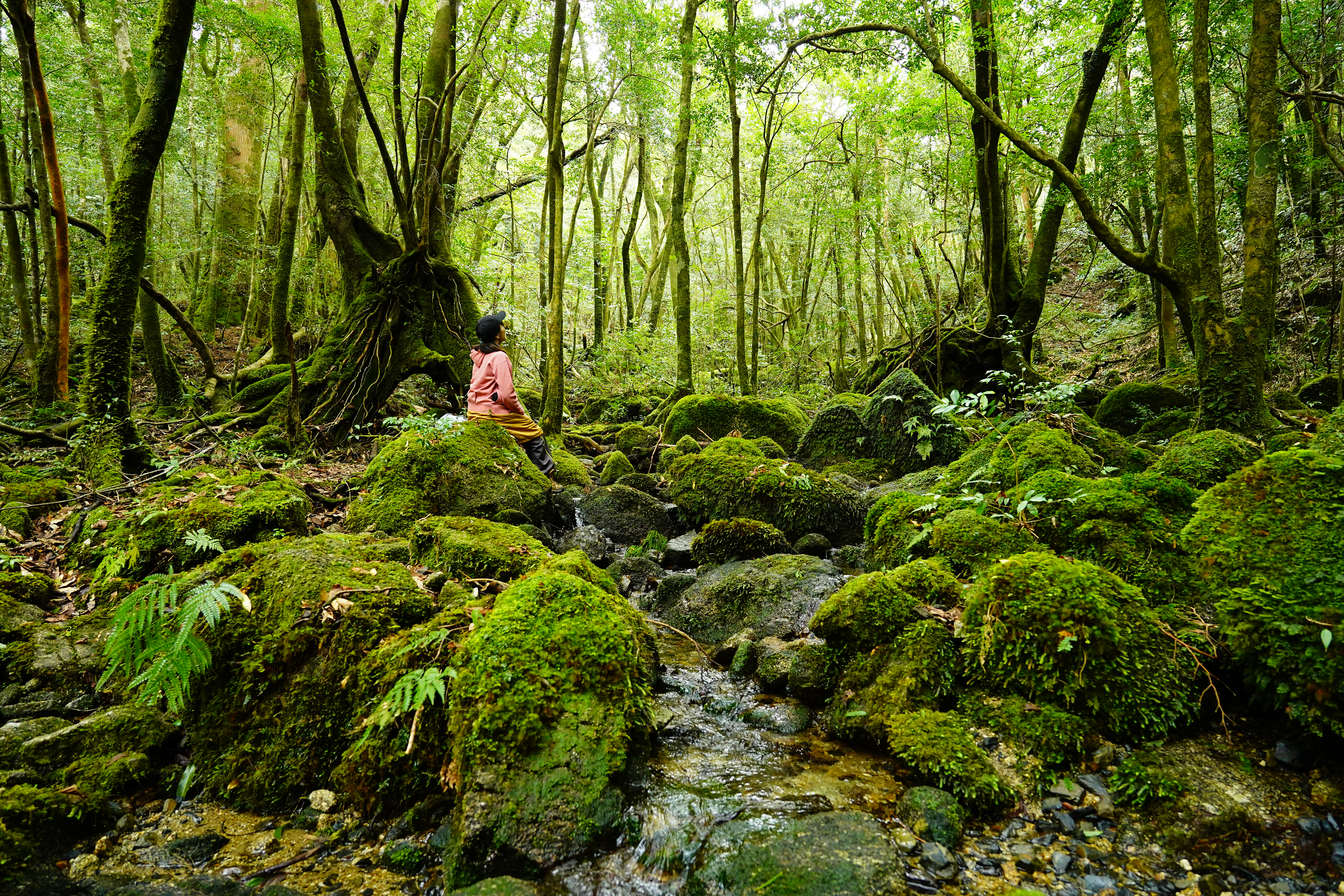 現地ガイドがおすすめ！屋久島ツアー２コースプラン