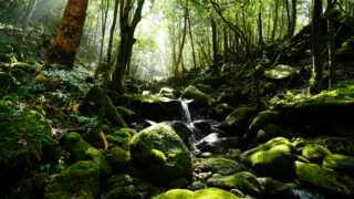 白谷雲水峡・苔むす森トレッキングツアー