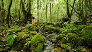 白谷雲水峡・苔むす森トレッキングツアー