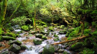 白谷雲水峡・苔むす森トレッキングツアー