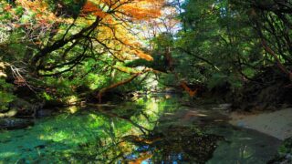 淀川の森トレッキングツアー