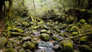 白谷雲水峡・苔むす森