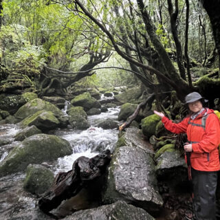 お客様の声】屋久島旅行・女性ひとり旅｜白谷雲水峡と星読み＆アロマ